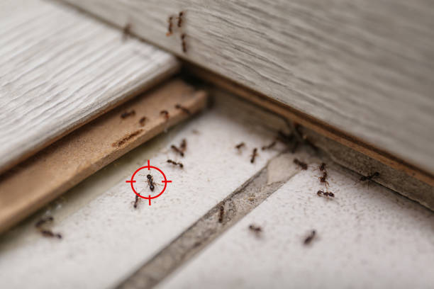 Best Exterminator Services  in Delta, CO
