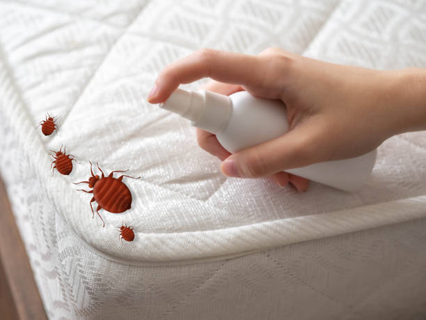 Best Flea Control Services  in Delta, CO